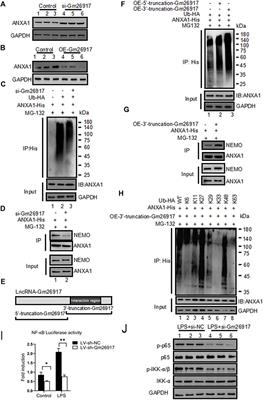 LncRNA Gm26917 regulates inflammatory response in macrophages by enhancing Annexin A1 ubiquitination in LPS-induced acute liver injury